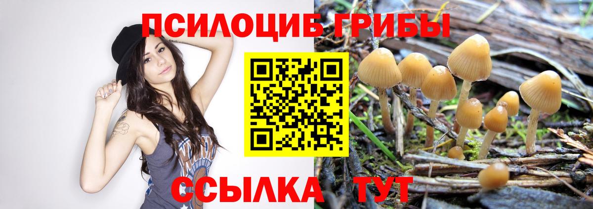 Псилоцибиновые грибы Cubensis Уссурийск